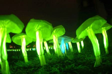 19glow mushrooms